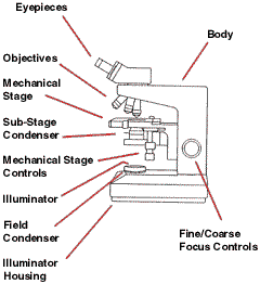 El microscopio