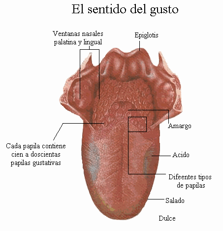 Resultado de imagen de organos de los sentidos gusto