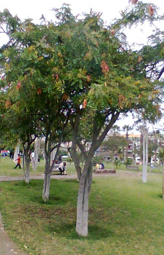 Arboles y arbustos nativos: Recomendaciones para arbolizar Lima – Perú