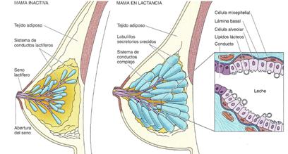 Clitoris grandes Clitoris grandes