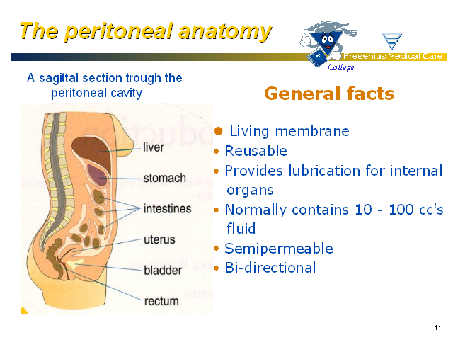 Peritoneal Dialysis Cavity Membrane Anatomy Training Sagittal Section Organ...