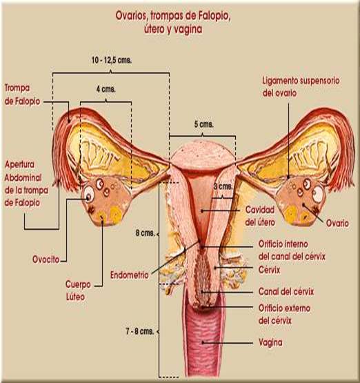 Anatomía del aparato genital femenino - Infogen