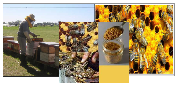Creyente aguja tarjeta Plan de inversión: La apicultura