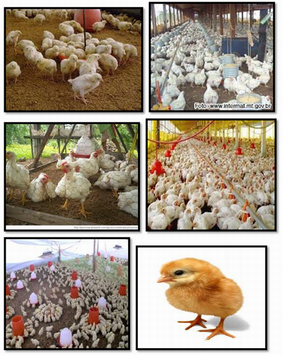 Proyecto De Manejo Y Cuidados De Una Granja De Pollos