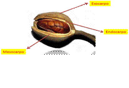 Fruto y semillas de caoba; son evidentes los segmentos de la cápsula