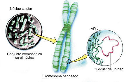 Resultado de imagen de cromosoma bandeado