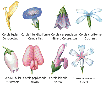 Arboreto Luis Ceballos: ¡Identifica las plantas por sus flores!