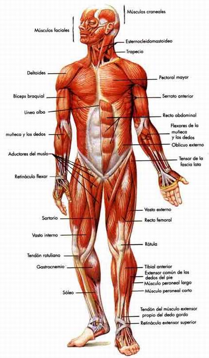 el musculo del cuerpo humano