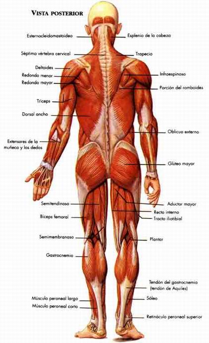 Resultado de imagen de Los músculos