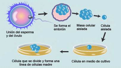 Resultado de imagen de celulas madre embrionarias