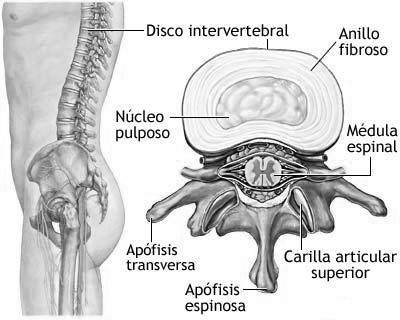 que significa apofisis en anatomia