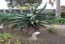 Aloe saponaria Aloe saponaria