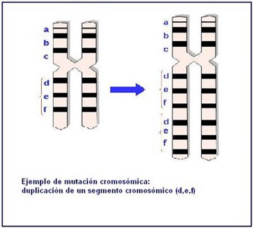 Resultado de imagen de mutación cromosómica
