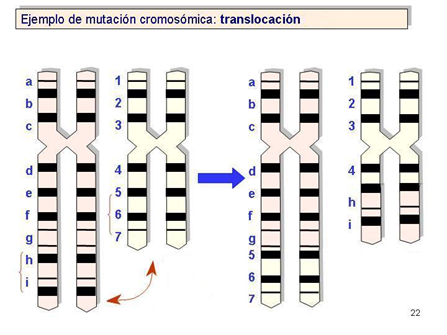 Mutaciones Cromosómicas (página 2) - Monografias.com