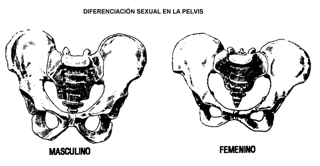 Resultado de imagen de forenses el sexo y la edad de la persona a quien correspondía el esqueleto