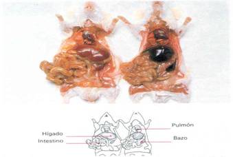 Informe de laboratorio diseccion de un cuy - Monografias.com