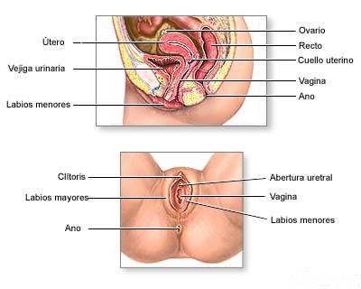Este aparato está formado por los órganos genitales internos,
externos y las mamas