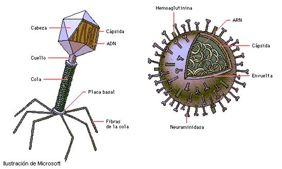 Resultado de imagen de cual es la estructura de los virus
