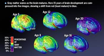 Resultado de imagen de :el cerebro evoluciona