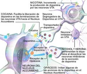 Resultado de imagen para efectos de las drogas en el sistema nervioso