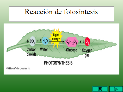 Resultado de imagen de reaccion fotosintesis