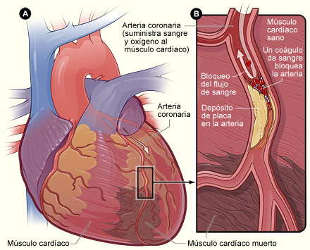 Resultado de imagen para sistema circulatorio organos tubulares