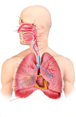 Sistema respiratorio - Monografias.com