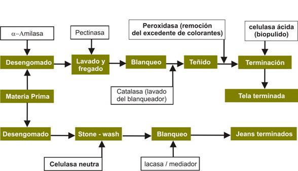 Supervisar Corroer globo La biotecnología aplicada a la industria textil: el bio-pulido de la tela