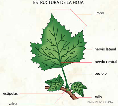 Estructura Y Fisiologia De Las Plantas Monografias Com